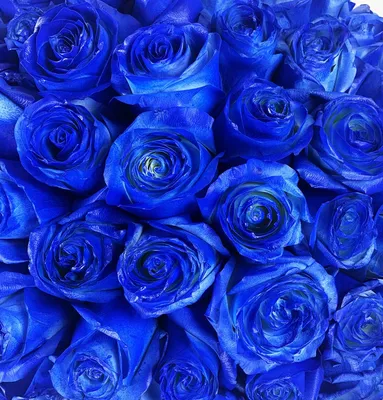 Синие розы обои для iphone и android. | Премиум Фото