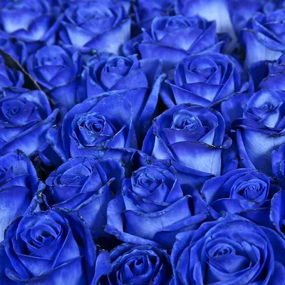 Букет «Сапфир 33 синие розы» - заказать и купить за 10 220 ₽ с доставкой в  Петрозаводске - партнер «Флора-Дизайн»