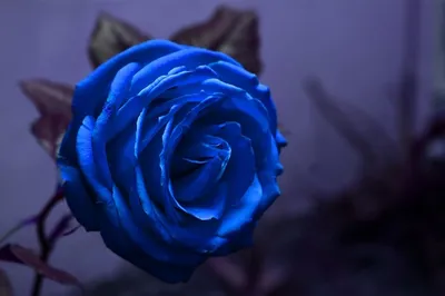 Синие розы обои свежие синие розы обои пещера на этой неделе синие розы обои  красивые синие розы обои пещера на этой неделе | Премиум Фото