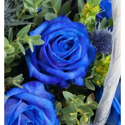 Синие розы 51 шт. купить с доставкой в Москве. Цена от 13770 ₽