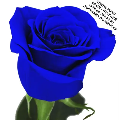 Синие розы 25 шт. купить с доставкой в Москве. Цена от 6750 ₽