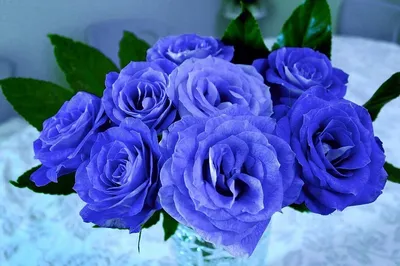 Фотообои Синие розы на ветках №dec_6739 - цена, фото, отзывы | АВС-Decor