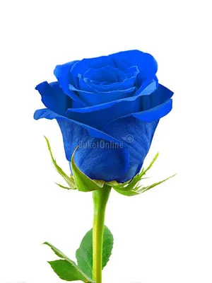 Купить синие розы в шляпной коробке с доставкой по городу Днепр |  Royal-Flowers