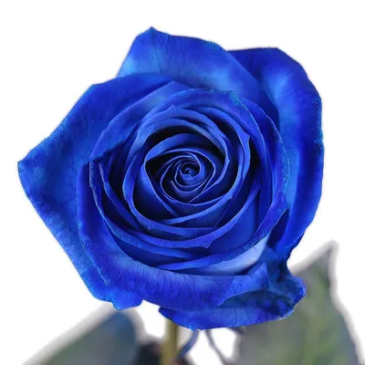 Букет № 143 \" синие розы 25шт эквадор\"