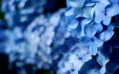 Синие цветы обои - 70 фото