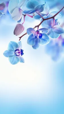 Обои для айфон картинки на телефон андроид фоны | Flower background  wallpaper, Flower backgrounds, Flower wallpaper