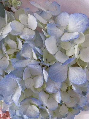 Синие цветы на мобильном телефоне обои Фон Обои Изображение для бесплатной  загрузки - Pngtree