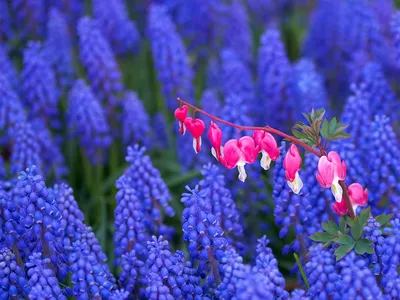 цветы цветы синие Фон Обои Изображение для бесплатной загрузки - Pngtree