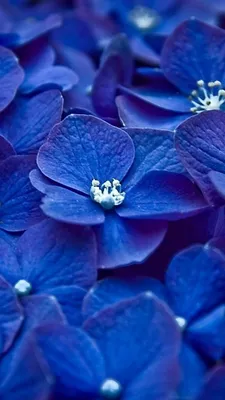 Фотообои Синие цветы 3д», (арт. 25292) - купить в интернет-магазине  Chameleon