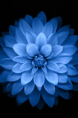 Скачать обои цветок, лепестки, черный фон, синий цветок, георгин разрешение  640x960 #206566