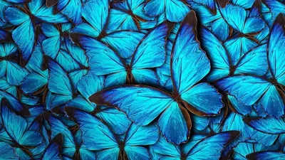 Купить фотообои Синие листья AM009 на сайте интернет-магазина, отзывы