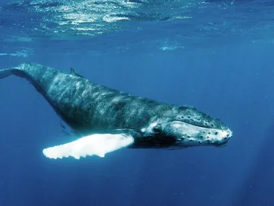 Открытие, сделанное учеными, пересматривает наше представление об эволюции  китов