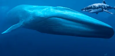 Фигурка Детское Время - Синий кит (прямой хвост, цвета: голубой, серый,  белый), серия: Морская жизнь - купить с доставкой по выгодным ценам в  интернет-магазине OZON (859868758)
