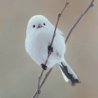 Серо белая птица с длинным хвостом - 67 фото