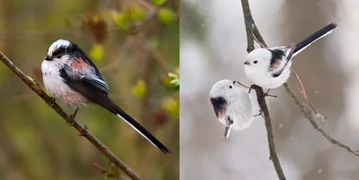 Александр Широких. Длиннохвостая синица - ANIMAL PHOTO