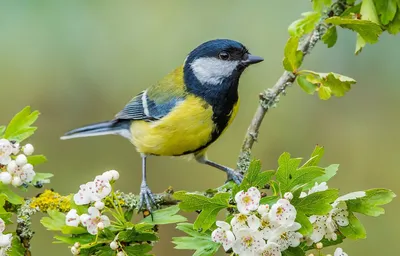 Большая синица (Parus major) - Приокско-Террасный государственный природный  биосферный заповедник