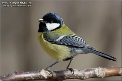 Усатая синица (Panurus biarmicus) – Астраханский биосферный заповедник