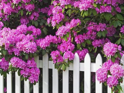 Цветущая сирень на заборе: обои с цветами, картинки, фото 1600x1200