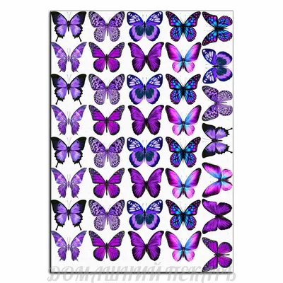 Фиолетовые бабочки картинки - 82 фото