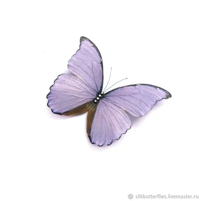 Фотообои Насекомые \"Фиолетовые бабочки и цветы\" - арт 018070007 | Купить в  интернет-магазине Фото в дом