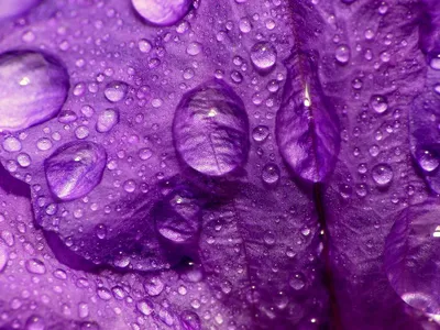 весенние сиреневые цветы вода бросает скрипку очень периметический фон  Стоковое Фото - изображение насчитывающей флора, смогите: 237288114