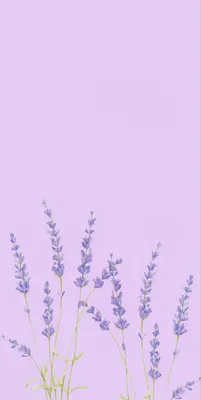 Лавандовая эстетика | Фиолетовые орхидеи, Фиолетовые фоны, Пейзажи