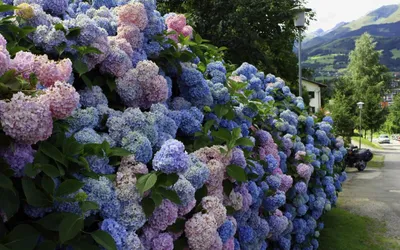 Букет из сиреневой сирени - заказать доставку цветов в Москве от Leto  Flowers