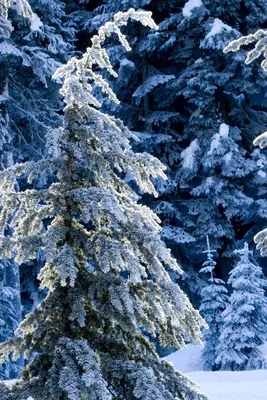 Скачать 800x1200 зима, ели, сосны, снег, тишина, лес, хвойный обои,  картинки iphone 4s/4 for parallax