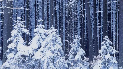 Скачать 1920x1080 лес, зима, снег, деревья, зимний пейзаж обои, картинки  full hd, hdtv, fhd, 1080p