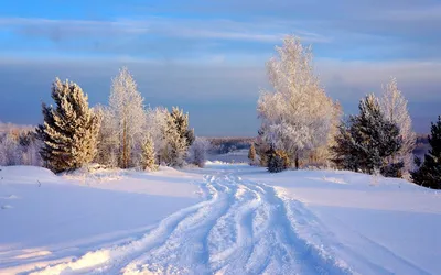 Скачать 1080x1920 обои Снег, Зима, Мороз, Замораживание, Дерево | Зимние  картинки, Пейзажи, Зима
