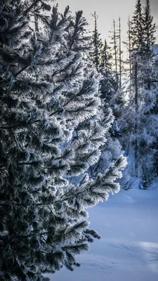 Обои Природа Зима, обои для рабочего стола, фотографии природа, зима, лужи,  лес, лёд, снег, деревья, солнце Обои для рабочего стола, скачать обои  картинки заставки на рабочий стол.