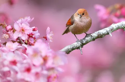 Скачать обои цветы, ветка, птица, природа, клюв, весна, раздел животные в  разрешении 1920x1263 | Обои с птицами, Животные, Фотографии животных