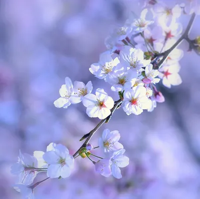 Скачать обои небо, цветы, солнце, листья, весна разрешение 1440x900 #145343