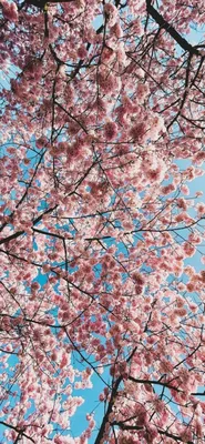 Весна картинки красивые на телефон скачать бесплатно (20 фото)