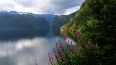 Картинки скандинавия, природа, пейзаж, горы, фьорд, цветы, иван-чай - обои  1920x1080, картинка №289868