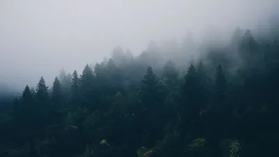 Обои Скандинавия, лес, Scandinavia, fog, 4K, Природа #18939