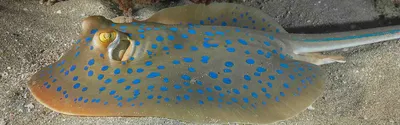 Пятнистый скат тэниура - очень распространенный вид Красного моря.