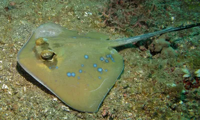 Скат синеточечный рифовый кюля дизиатис(Dasyatis kuhlii) - Toki