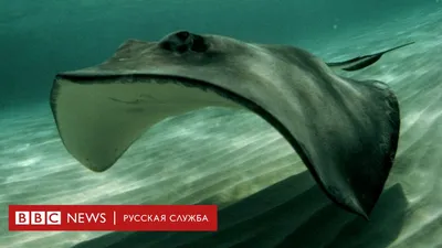 В Тасмании скат убил австралийца. А говорят, эта рыба не опасна - BBC News  Русская служба