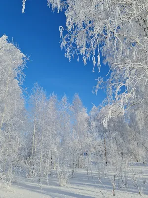 Сказочная зима | Пикабу