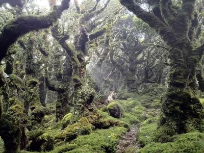 Пространственный карман сказочного леса» — создано в Шедевруме