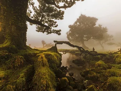 Сказочные леса Мадейры 🧭 цена экскурсии €170, 30 отзывов, расписание  экскурсий на Мадейре