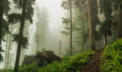 Рисунок сказочный лес - 77 фото