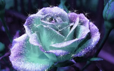 Анемона корончатая Сент Бриджит - «Яркие сказочные цветы!» | отзывы