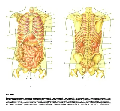 Взаимное расположение внутренних органов и скелета человека (постер). |  Эндокринная система, Человек, Анатомия