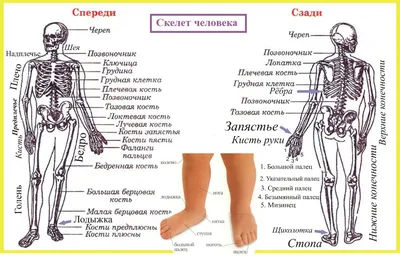 Готовимся к ВПР. Окружающий мир. Скелет и органы человека  💪🦵🦶👂👃🖐👀🦷👄🧠🧡 | МЕДАЛИСТ | Дзен