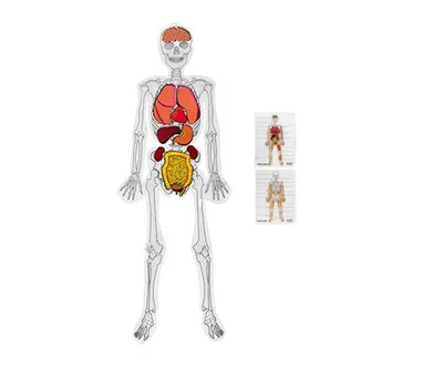 Скелет человека с внутренними органами (34 фото)