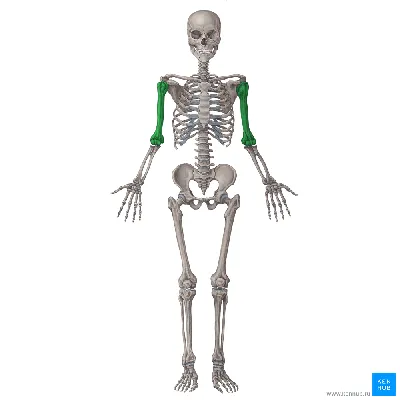 Женский скелет и пищеварительная система стоковое фото ©pixdesign123  55474407