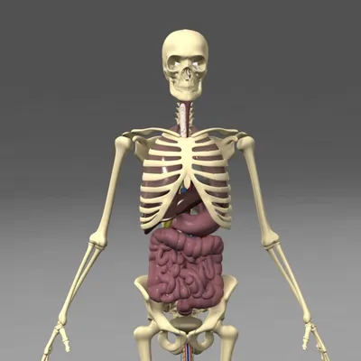 Модель скелета человека, демонстрирующая внутренние органы мужской  анатомии, цифровая иллюстрация . — Медицина, анатомия - Stock Photo |  #308616966