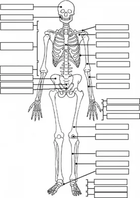 Анатомическая модель человека скелет + органы, мужчина, размер 57 см  Edu-Toys MK002 — купить в магазине Edutoys.ru